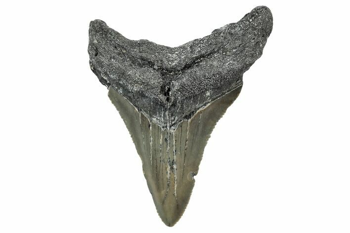 Serrated, Juvenile Megalodon Tooth - North Carolina #342210